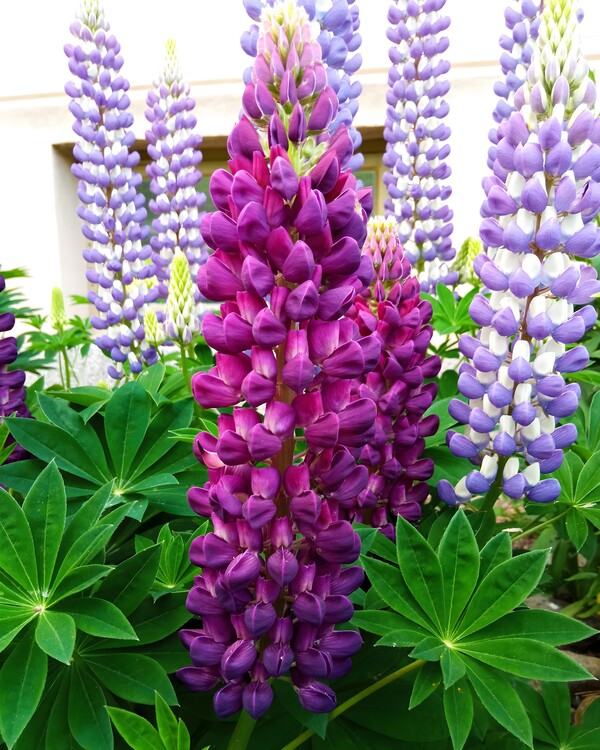 Плакат United we stand - purple or white