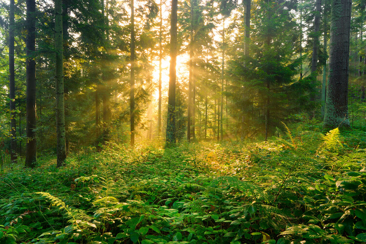 Poster Magic forest 18