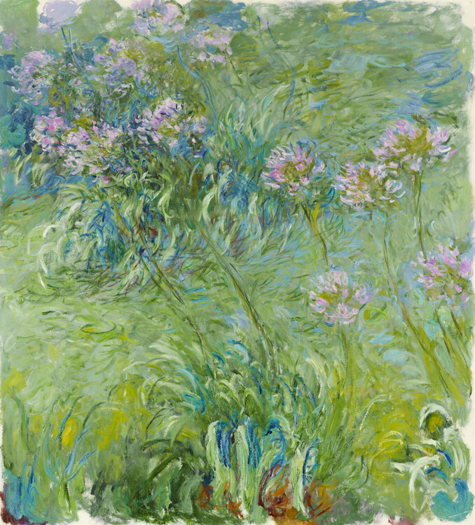 Poster Agapanthus (1914–26)
