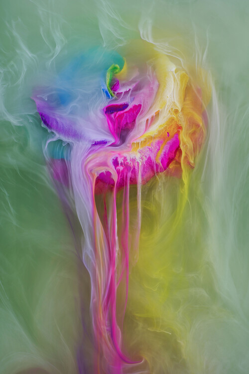 Плакат Rainbow rose