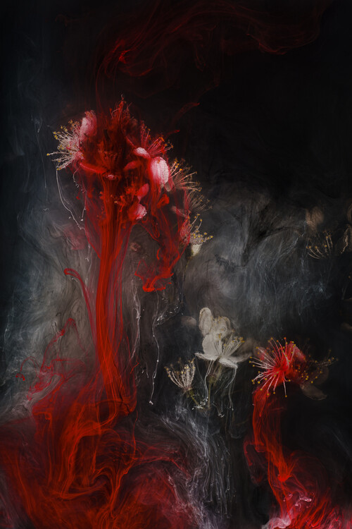 Плакат Blackthorn - flower of Black magic and warfare