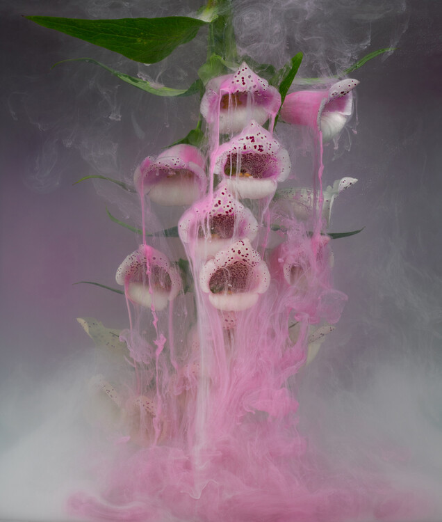 Плакат Fairies Foxgloves