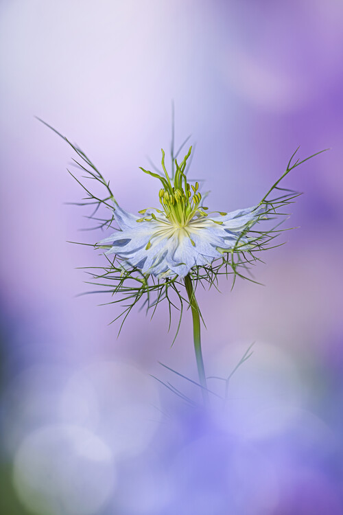 Плакат Ethereal Nigella