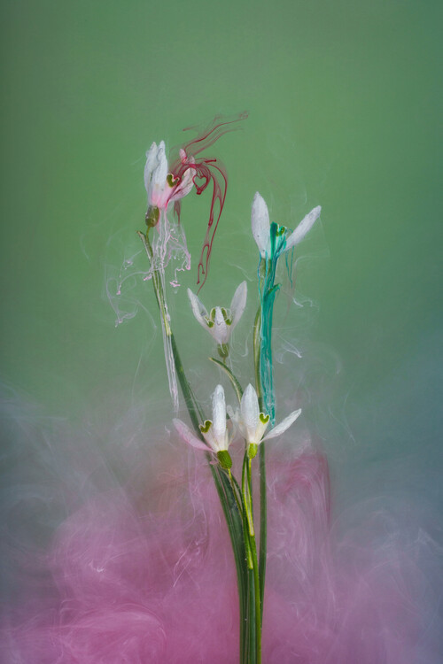 Плакат Imbolc Snowdrops