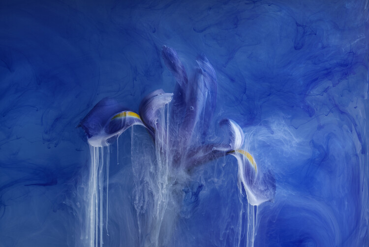 Poster Heavenly Iris