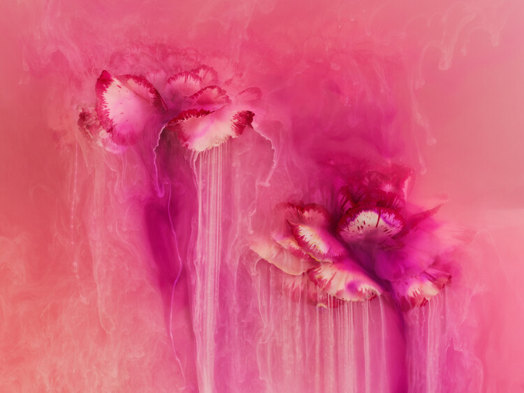 Плакат Re Ink Carnation