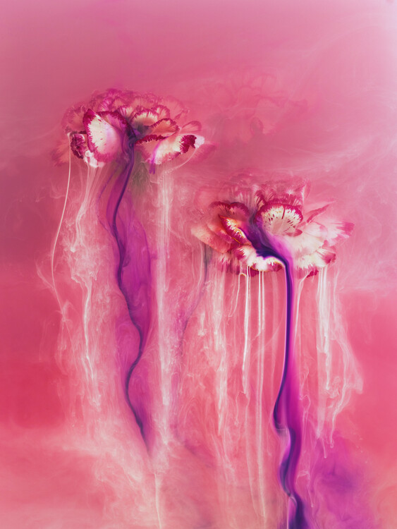 Плакат Re Ink Carnation 2