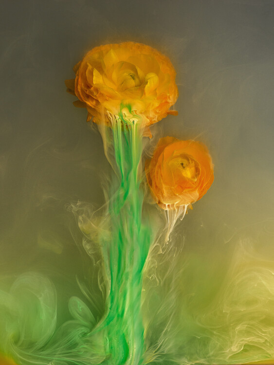 Плакат Submerged Persian Buttercups