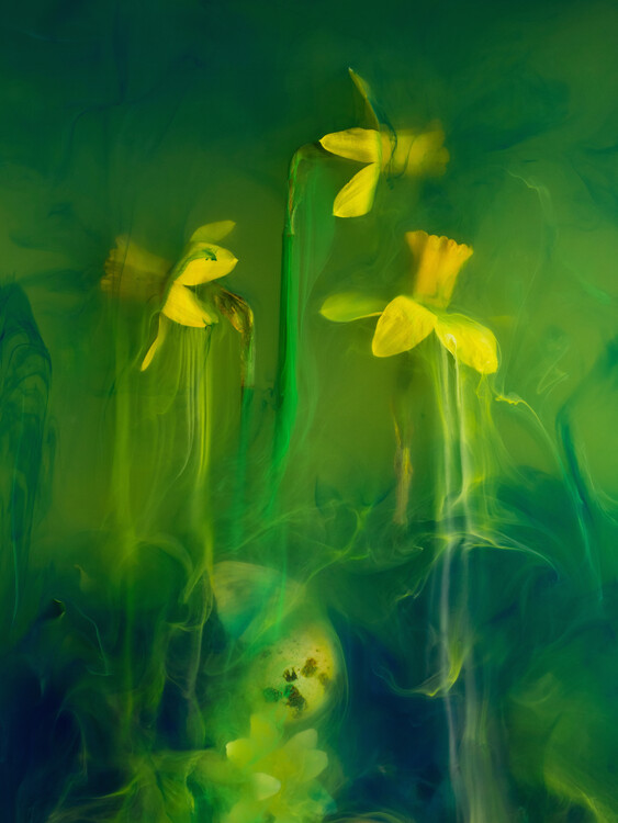 Плакат Spring awakenning Daffodils