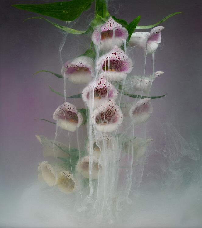 Плакат Ethereal Foxgloves