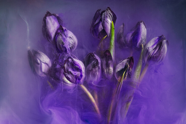 Плакат Mystical Tulips