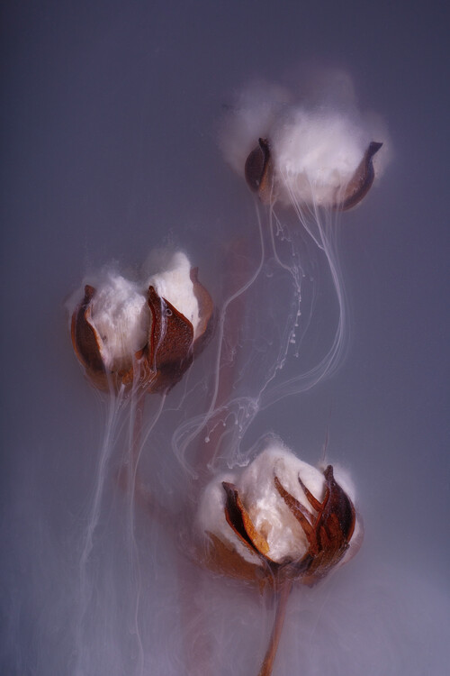 Плакат Wispy Cotton
