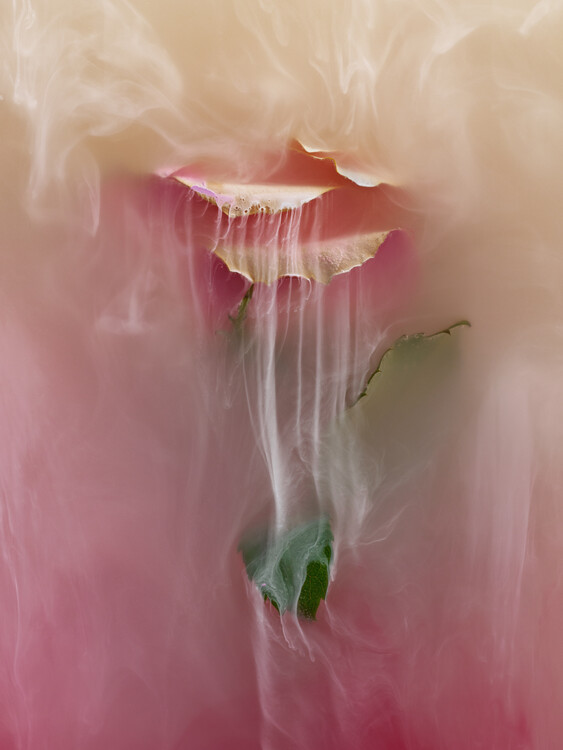 Плакат Mysterious Rose