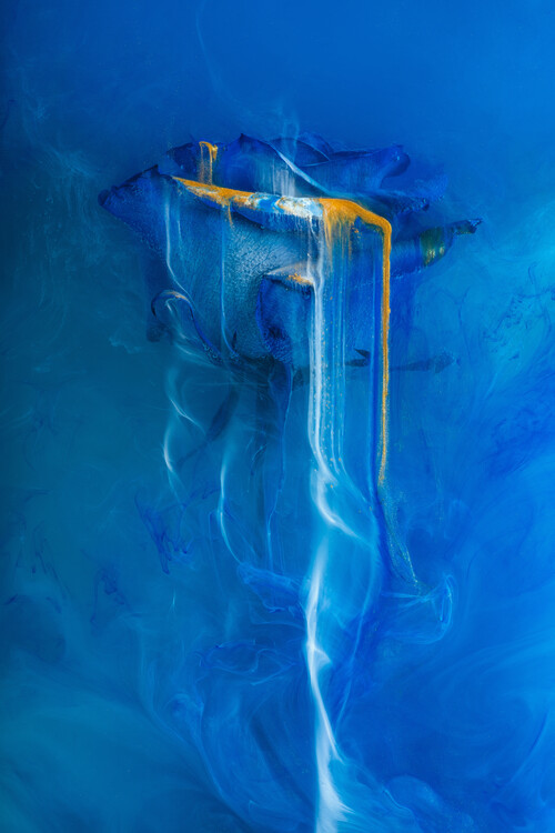 Poster Blue Rose
