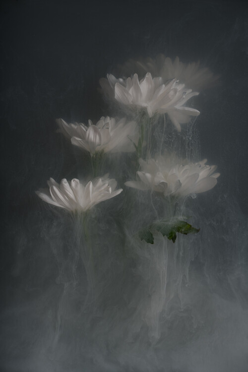 Плакат Chrysanthem Angels