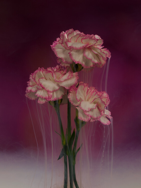 Плакат Exquisite Carnations