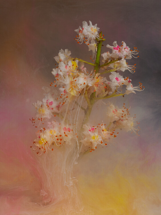 Плакат Horse chestnut fancy