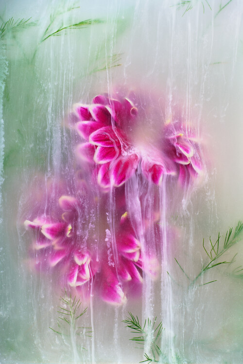 Плакат Mysterious Chrysanthemums