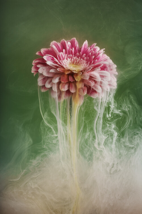 Plakát Flower arising from the mists of time