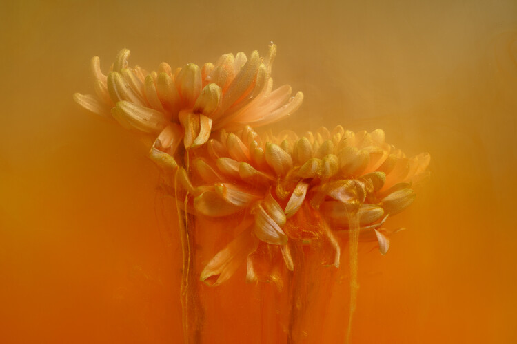 Plakát Flowers of the sun 2