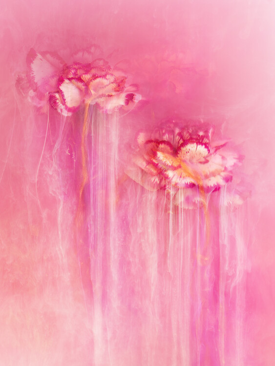 Плакат Enchanted Carnations