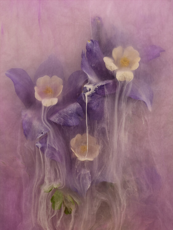 Плакат Aqueous Aquilegia