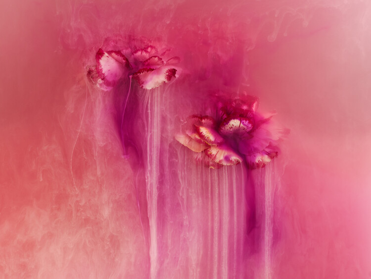Плакат Wnchanting Carnations