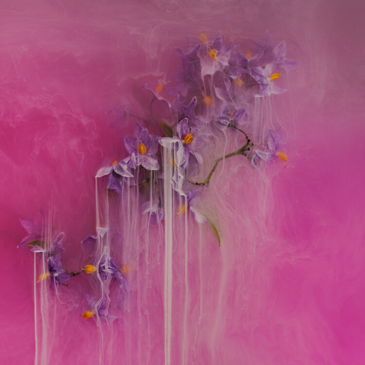 Плакат Magical florals
