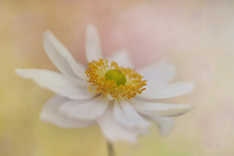 Плакат Japanese Anemone