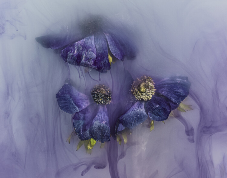 Плакат Anemones