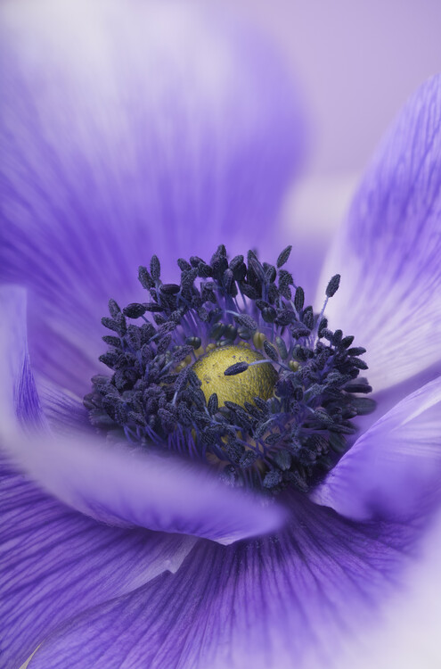 Cuadro en lienzo Pastel blue Anemone flower