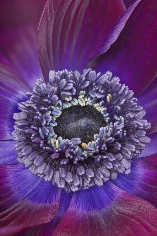 Плакат Anemone Bordeaux flower