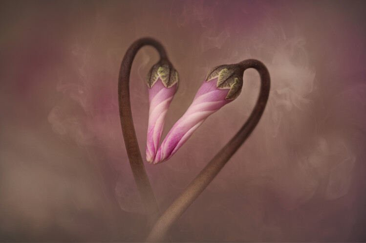 Плакат Enchanted Cyclamen buds