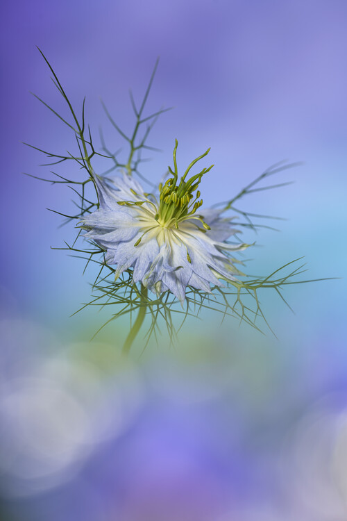 Плакат Love in a mist flower