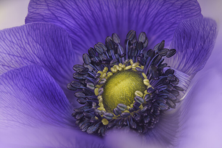 Плакат Pastel blue Anemone flowers