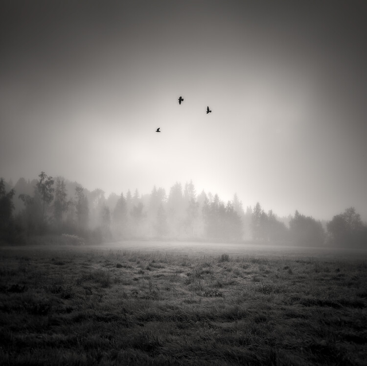 Poster Misty Morning