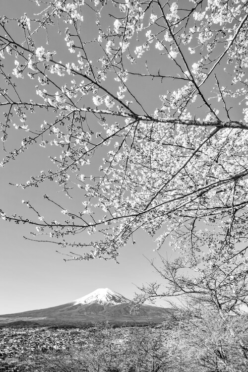 Plakat Charming monochrome view of Mount Fuji with cherry blossoms