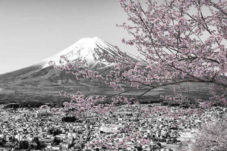 Plakat Picturesque view of Mount Fuji during cherry blossom season