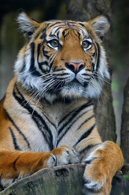 Poster Tiger Wildlife Animal