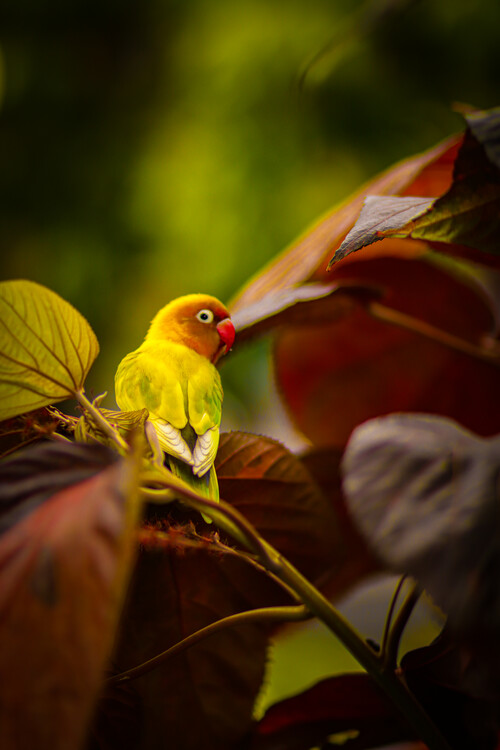 Плакат Vogel Portrait auf Madeira