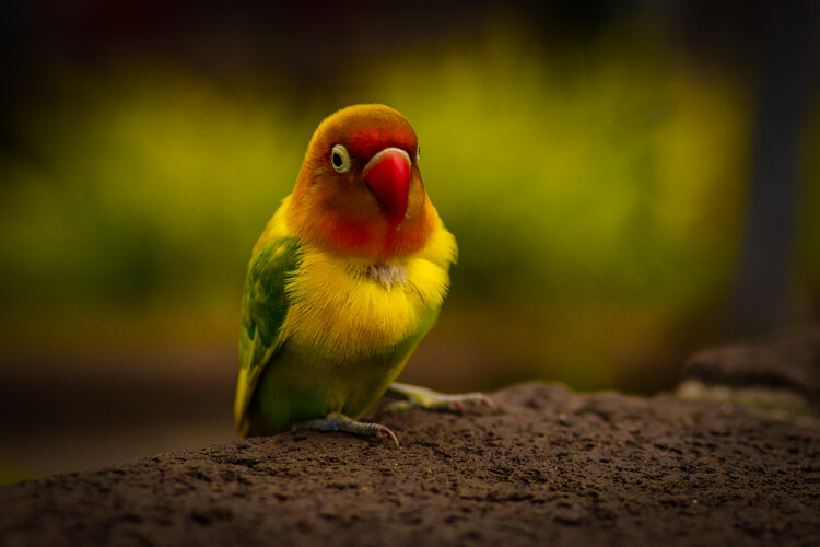 Плакат Vogel Portrait auf Madeira