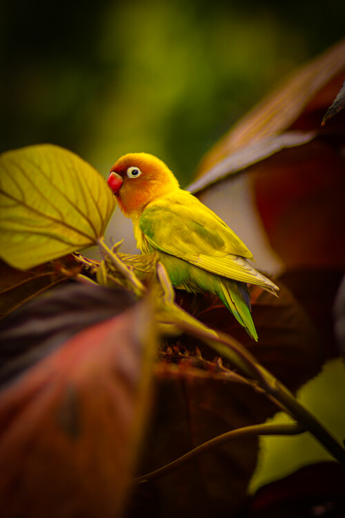 Плакат Vogel Portrait auf Madeira