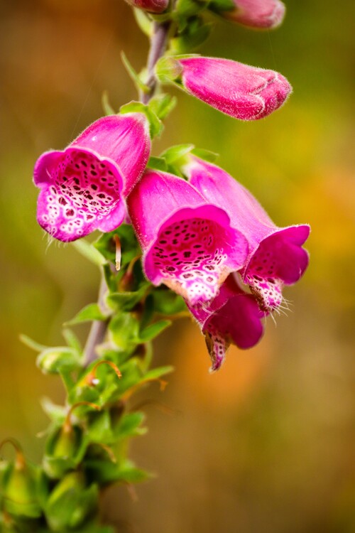 Плакат Blumen Portrait