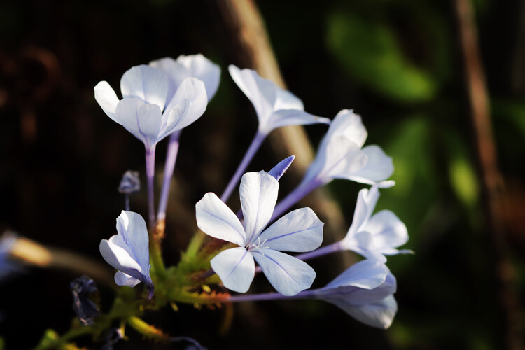 Плакат Flower Portrait