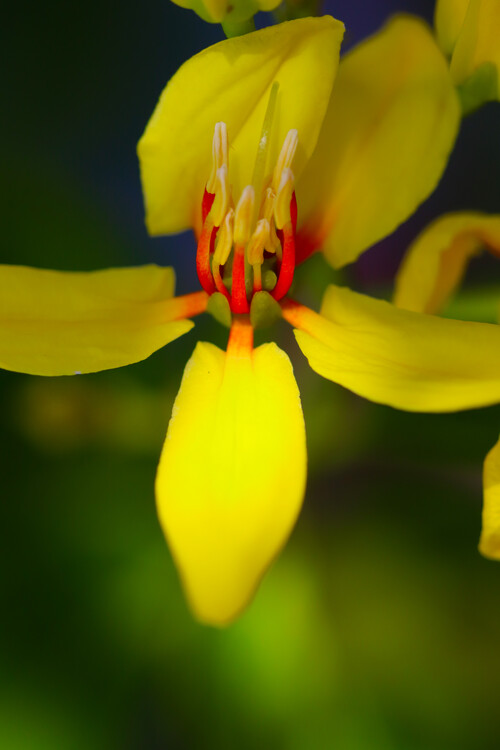 Плакат Flower Portrait