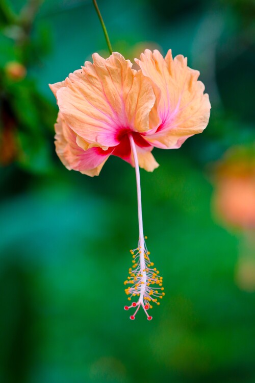 Плакат Flower Portrait