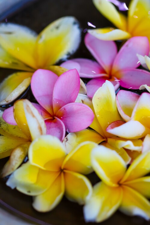 Плакат Flower Portrait