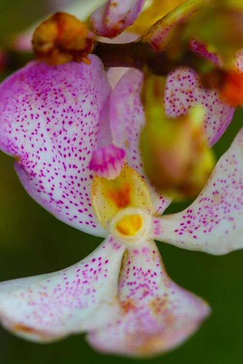 Плакат Flower Portrait