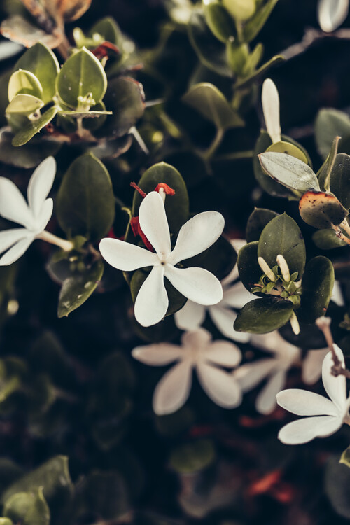 Плакат Flower Portrait
