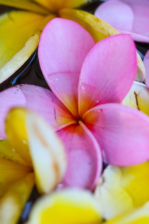Плакат Flower Portrait
